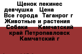 Щенок пекинес девчушка › Цена ­ 2 500 - Все города, Таганрог г. Животные и растения » Собаки   . Камчатский край,Петропавловск-Камчатский г.